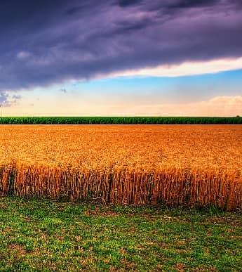 A wheat field in Kansas